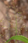 Variable panicgrass